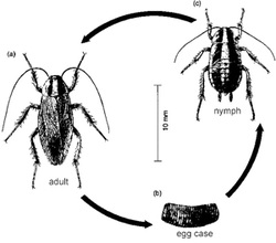 Hissing Cockroach - Science