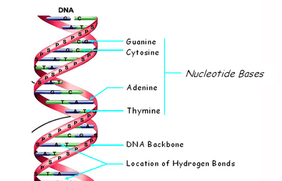 Stucture of DNA - Science