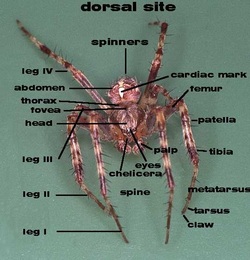 Barn Orb-Weaver Spiders - Science